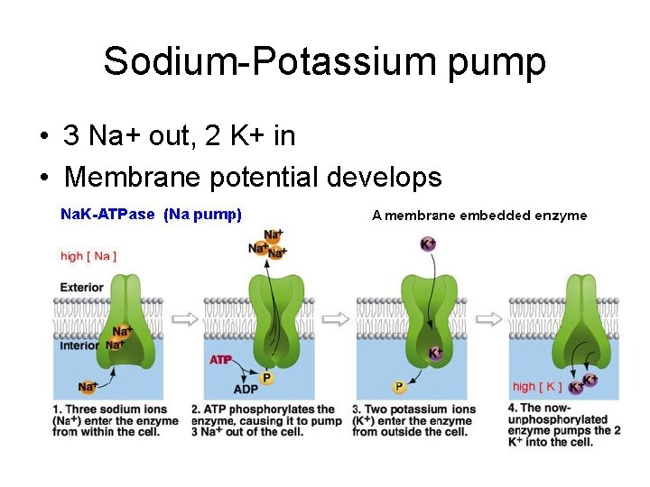 Sodium-Potassium pump • 3 Na+ out, 2 K+ in • Membrane potential develops 