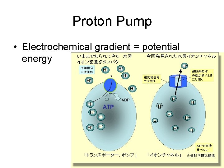 Proton Pump • Electrochemical gradient = potential energy 
