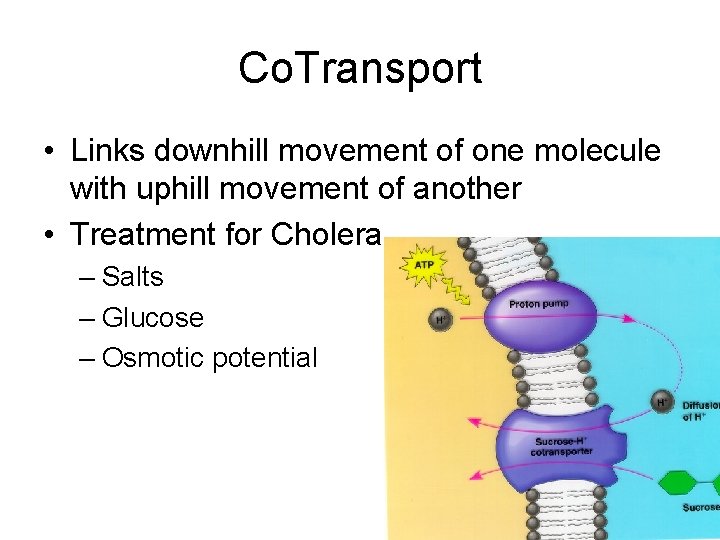 Co. Transport • Links downhill movement of one molecule with uphill movement of another