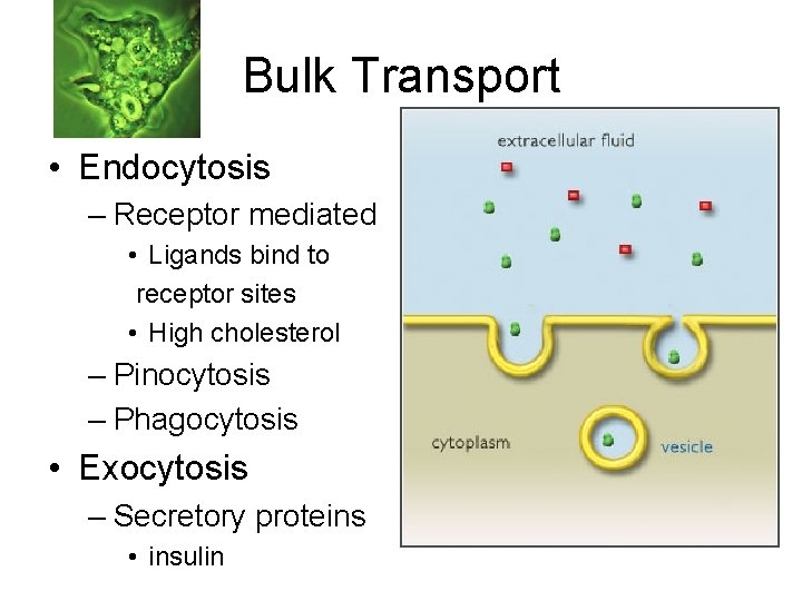 Bulk Transport • Endocytosis – Receptor mediated • Ligands bind to receptor sites •