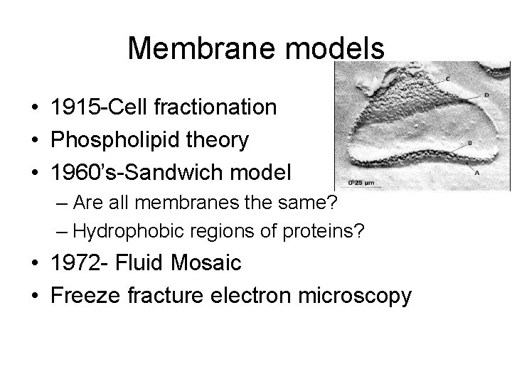Membrane models • 1915 -Cell fractionation • Phospholipid theory • 1960’s-Sandwich model – Are
