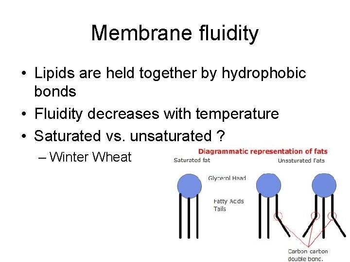 Membrane fluidity • Lipids are held together by hydrophobic bonds • Fluidity decreases with