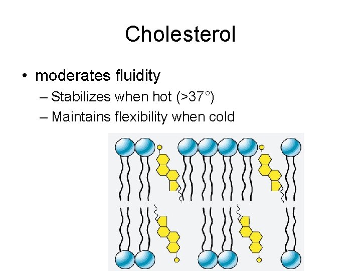 Cholesterol • moderates fluidity – Stabilizes when hot (>37°) – Maintains flexibility when cold