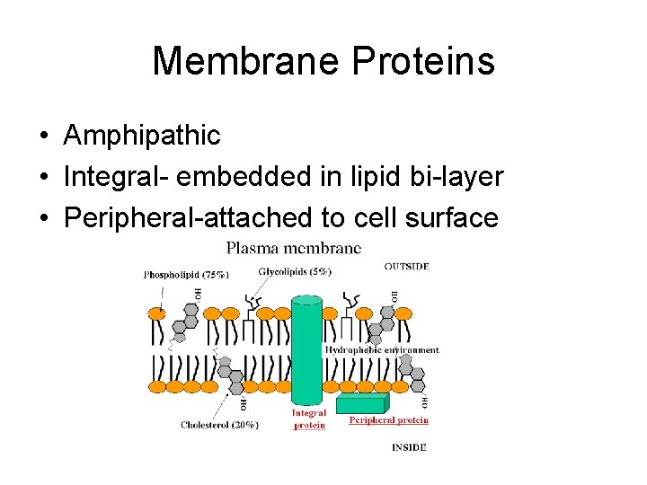 Membrane Proteins • Amphipathic • Integral- embedded in lipid bi-layer • Peripheral-attached to cell
