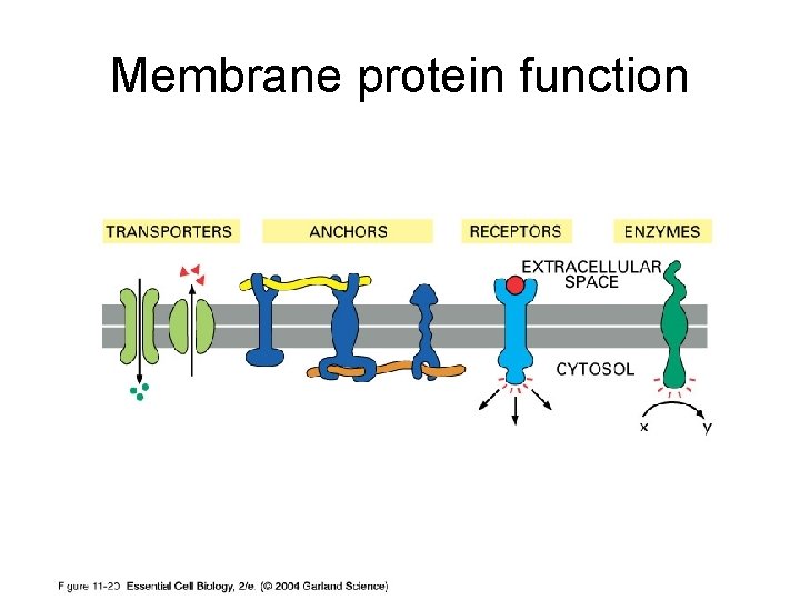 Membrane protein function 