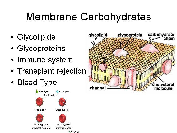 Membrane Carbohydrates • • • Glycolipids Glycoproteins Immune system Transplant rejection Blood Type 