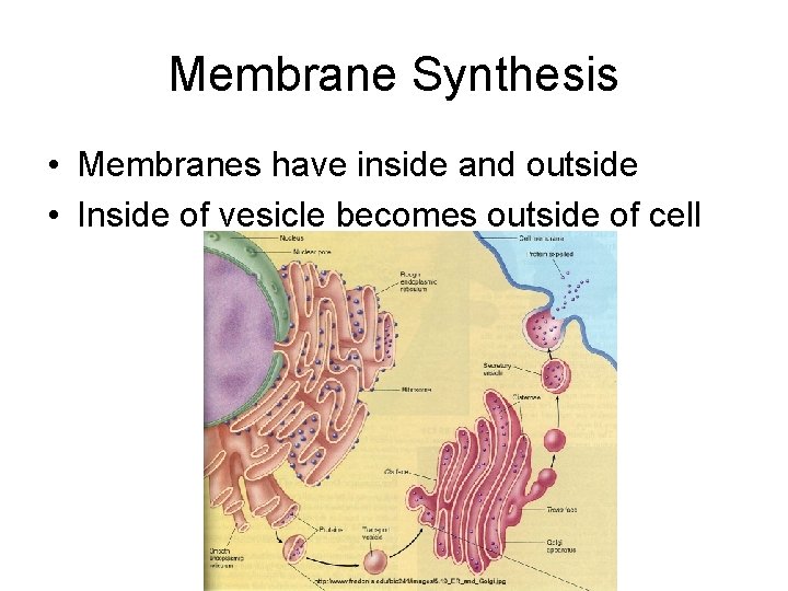Membrane Synthesis • Membranes have inside and outside • Inside of vesicle becomes outside
