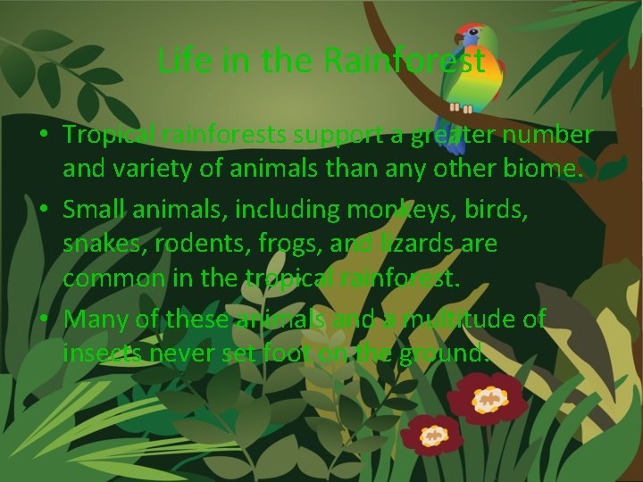 Life in the Rainforest • Tropical rainforests support a greater number and variety of