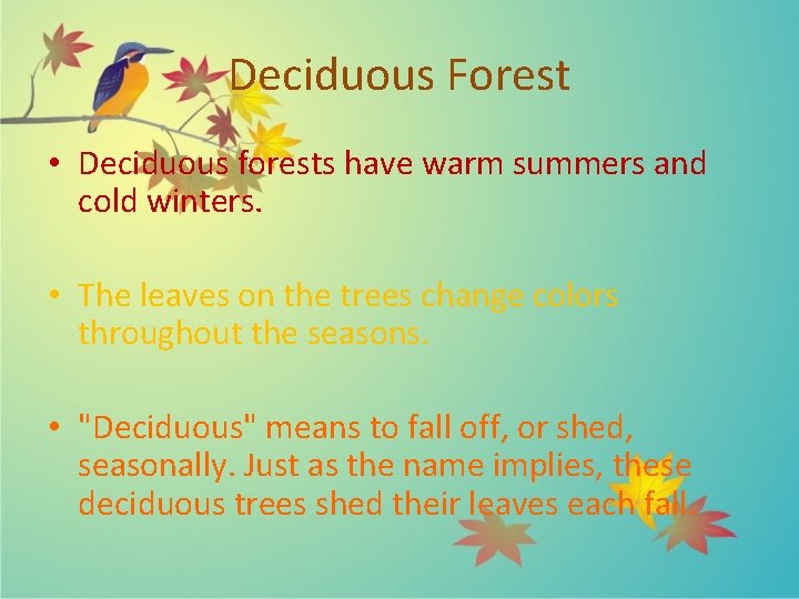 Deciduous Forest • Deciduous forests have warm summers and cold winters. • The leaves