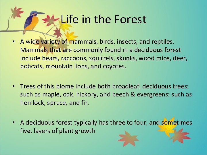 Life in the Forest • A wide variety of mammals, birds, insects, and reptiles.