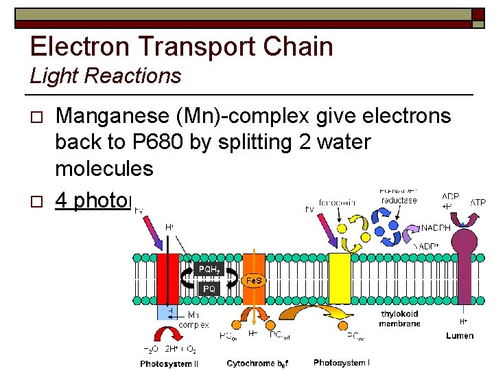 Electron Transport Chain Light Reactions o o Manganese (Mn)-complex give electrons back to P