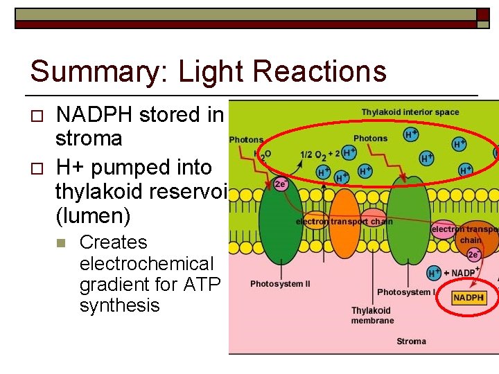 Summary: Light Reactions o o NADPH stored in stroma H+ pumped into thylakoid reservoir