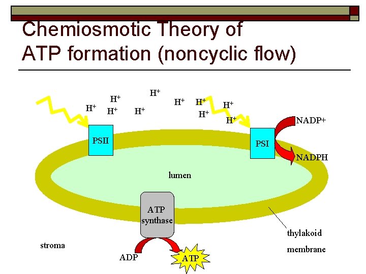Chemiosmotic Theory of ATP formation (noncyclic flow) H+ H+ PSII H+ H+ NADP+ PSI