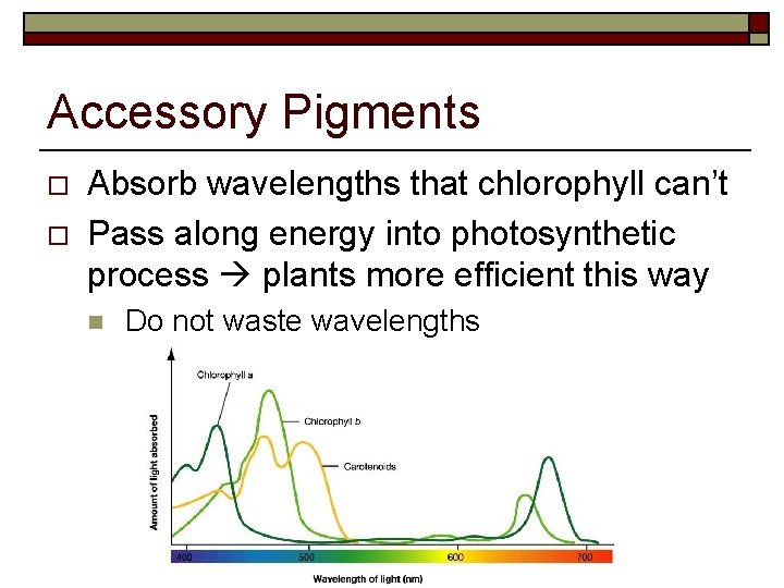 Accessory Pigments o o Absorb wavelengths that chlorophyll can’t Pass along energy into photosynthetic