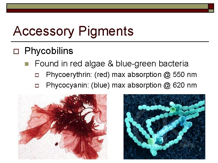 Accessory Pigments o Phycobilins n Found in red algae & blue-green bacteria o o