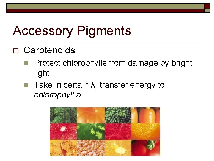 Accessory Pigments o Carotenoids n n Protect chlorophylls from damage by bright light Take