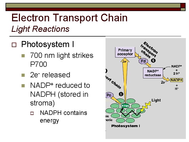 Electron Transport Chain Light Reactions o Photosystem I n n n 700 nm light