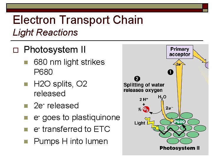 Electron Transport Chain Light Reactions o Photosystem II n n n 680 nm light