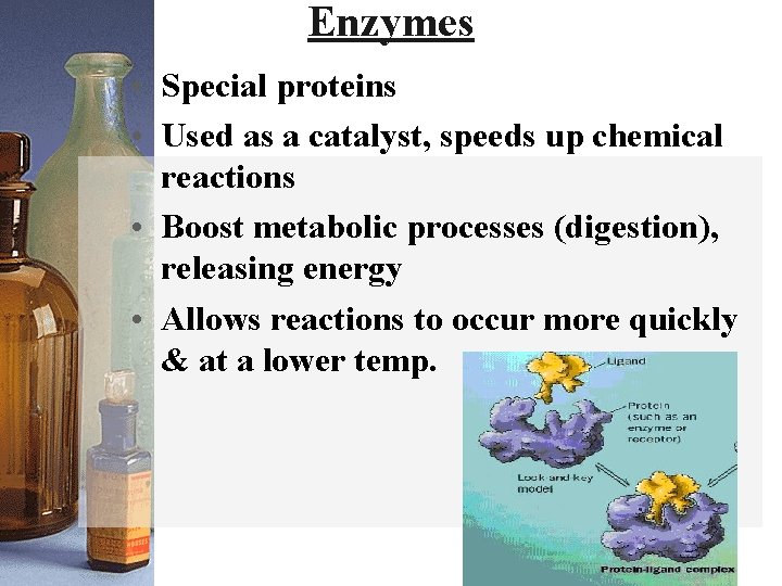 Enzymes • Special proteins • Used as a catalyst, speeds up chemical reactions •