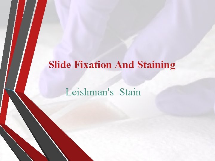 Slide Fixation And Staining Leishman's Stain 
