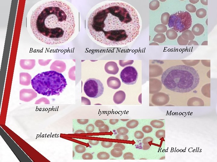 Band Neutrophil basophil Segmented Neutrophil Eosinophil lymphocyte Monocyte platelets Red Blood Cells 