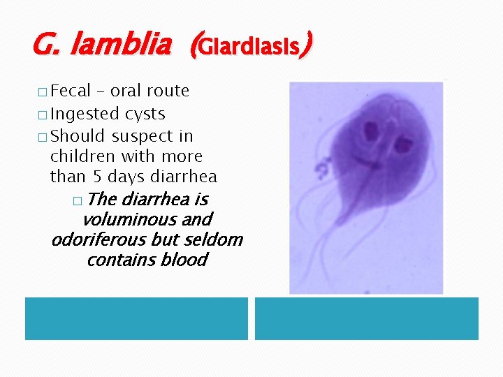 G. lamblia (Giardiasis) � Fecal – oral route � Ingested cysts � Should suspect