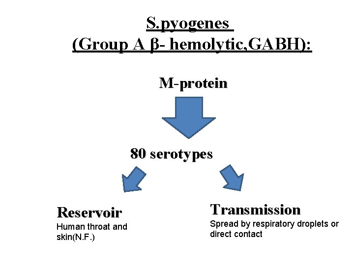 S. pyogenes (Group A β- hemolytic, GABH): M-protein 80 serotypes Reservoir Human throat and