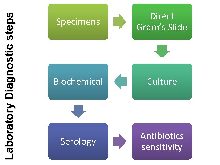 Laboratory Diagnostic steps Specimens Direct Gram’s Slide Biochemical Culture Serology Antibiotics sensitivity 