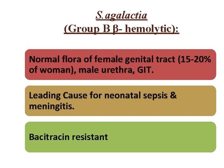 S. agalactia (Group B β- hemolytic): Normal flora of female genital tract (15 -20%