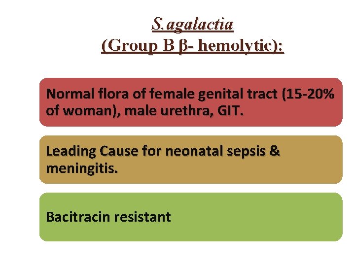S. agalactia (Group B β- hemolytic): Normal flora of female genital tract (15 -20% S. agalactia (Group B β- hemolytic): Normal flora of female genital tract (15 -20%