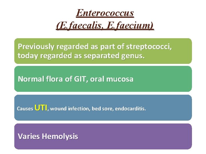 Enterococcus (E. faecalis, E. faecium) Previously regarded as part of streptococci, today regarded as Enterococcus (E. faecalis, E. faecium) Previously regarded as part of streptococci, today regarded as