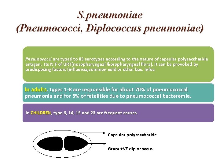 S. pneumoniae (Pneumococci, Diplococcus pneumoniae) Pneumococci are typed to 83 serotypes according to the