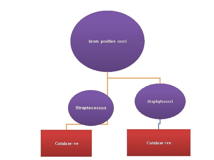 Gram positive cocci Staphylococci Streptococcus Catalase -ve Catalase +ve 