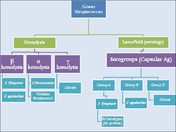 Genus Streptococcus Lancefield (serology) Hemolysis β α hemolysis S. Pyogenes S. Pneumoniae S. agalactiae