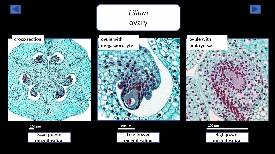 Lilium ovary cross-section 100 µm Scan power magnification ovule with megasporocyte 100 µm Low