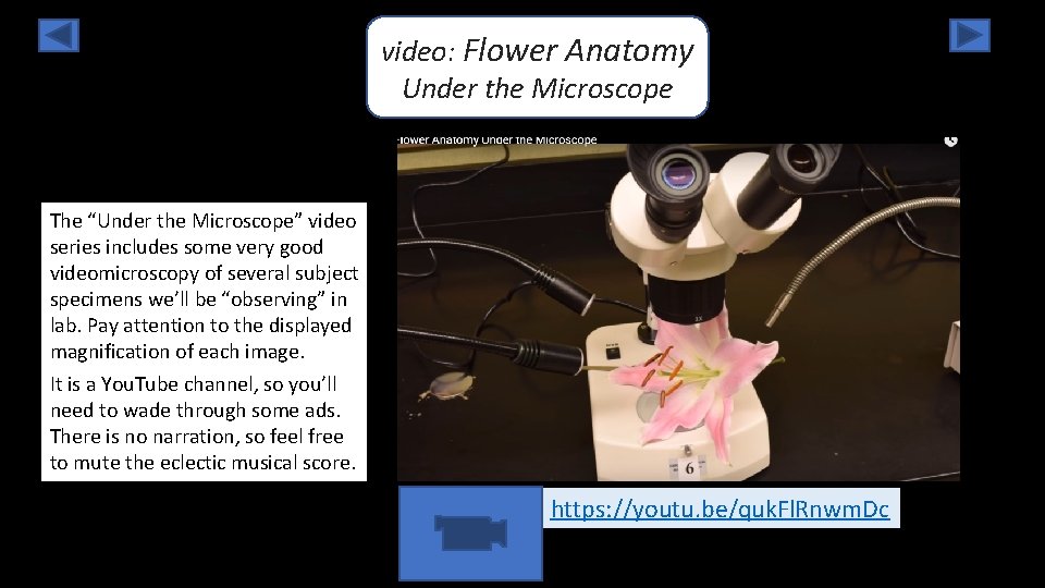 video: Flower Anatomy Under the Microscope The “Under the Microscope” video series includes some