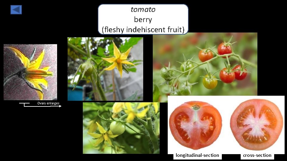 tomato berry (fleshy indehiscent fruit) Ovary enlarges longitudinal-section cross-section 