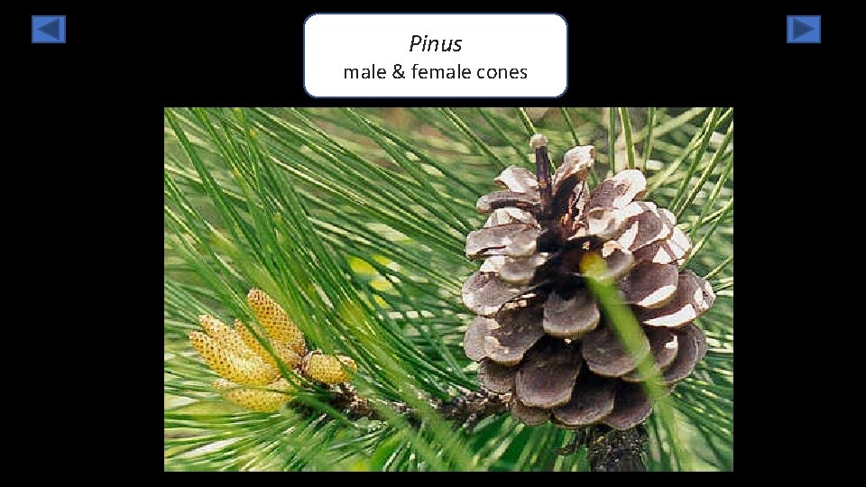 Pinus male & female cones 