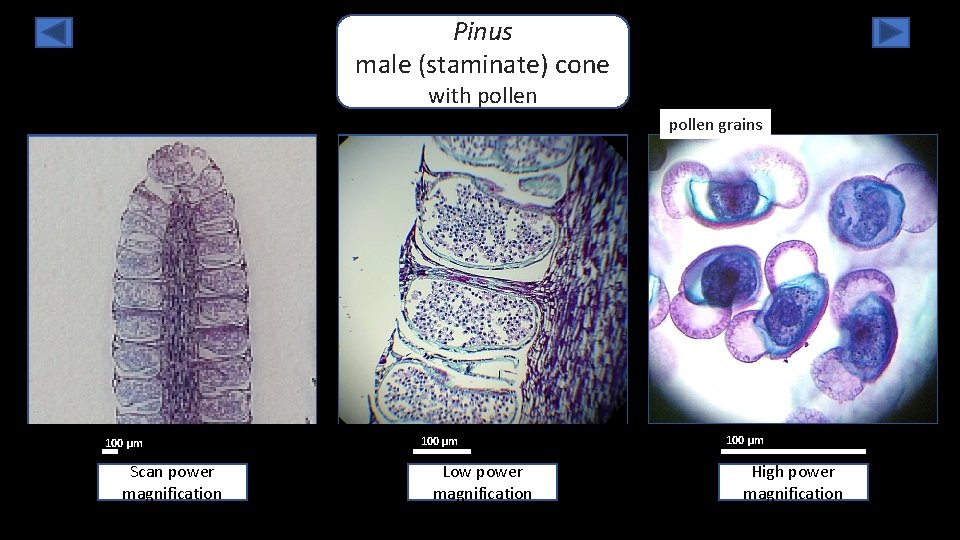 Pinus male (staminate) cone with pollen grains 100 µm Scan power magnification 100 µm