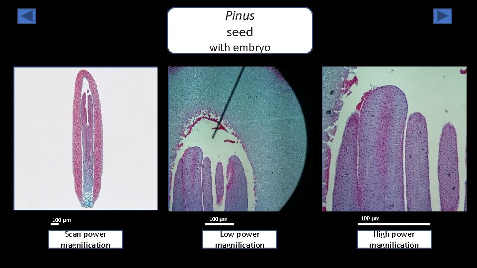 Pinus seed with embryo 100 µm Scan power magnification 100 µm Low power magnification