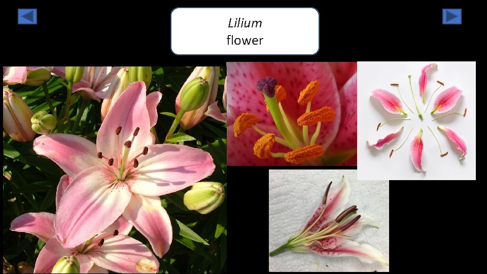 Lilium flower 