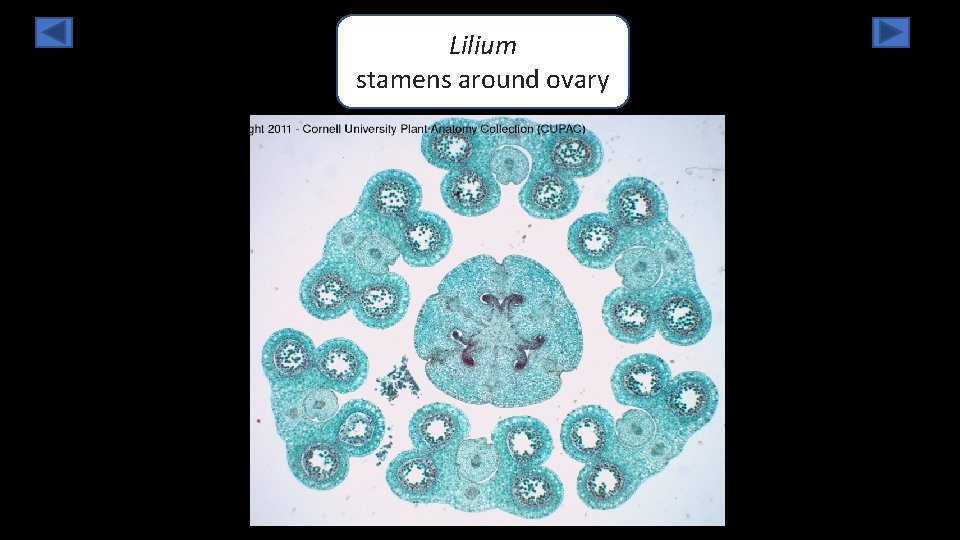 Lilium stamens around ovary 