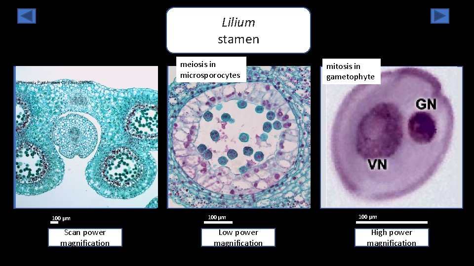 Lilium stamen meiosis in microsporocytes 100 µm Scan power magnification 100 µm Low power