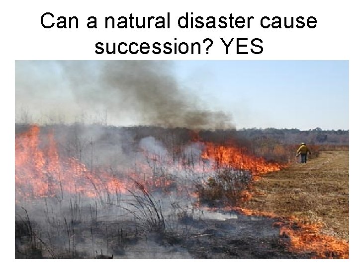 Can a natural disaster cause succession? YES Can a natural disaster cause succession? YES