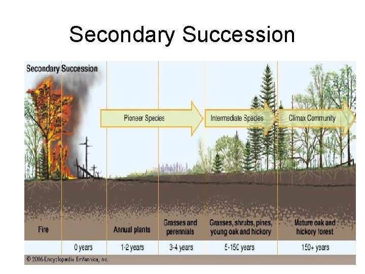 Secondary Succession 