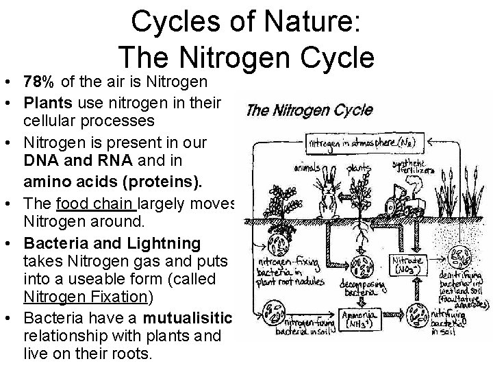 Cycles of Nature: The Nitrogen Cycle • 78% of the air is Nitrogen •