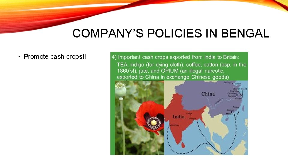COMPANY’S POLICIES IN BENGAL • Promote cash crops!! 