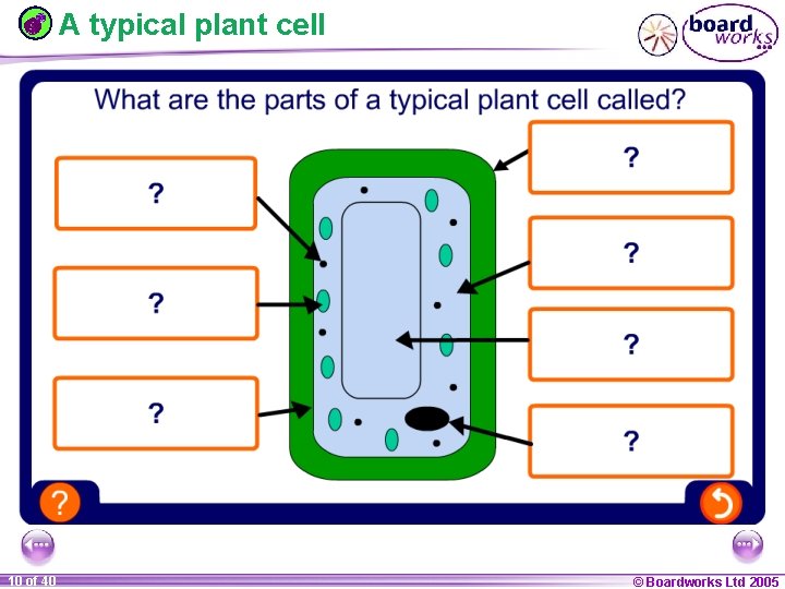 A typical plant cell 1 10 ofof 20 40 © Boardworks Ltd 2005 2004