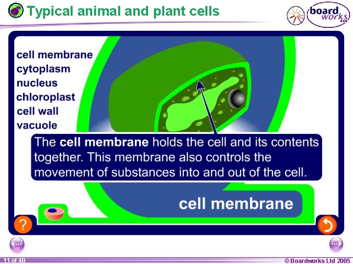 Typical animal and plant cells 1 11 ofof 20 40 © Boardworks Ltd 2005