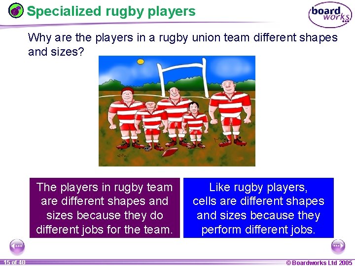 Specialized rugby players Why are the players in a rugby union team different shapes